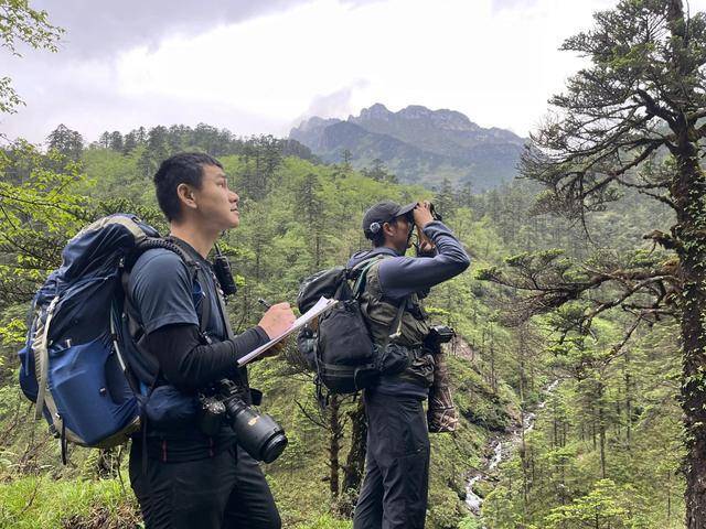 成都加强对鸟类迁徙通道检测 多举措守护候鸟安全