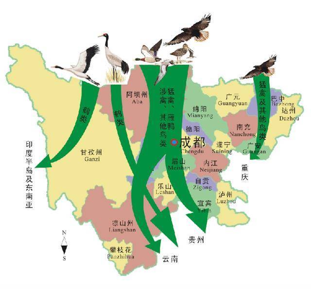 成都加强对鸟类迁徙通道检测 多举措守护候鸟安全