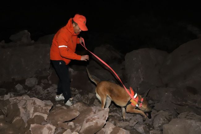 消防“汪汪队”是怎样炼成的 无言战士的训练与荣耀