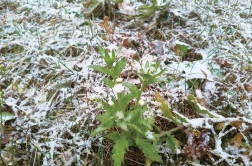 山东迎来今冬初雪 寒潮影响持续降温