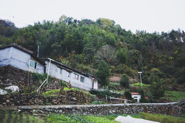 探访安康野猪袭人事发地 小山村成舆情焦点