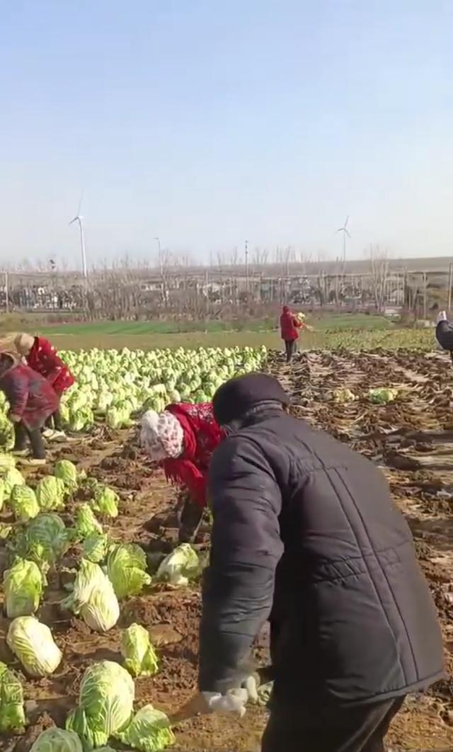 网传江苏一村在地里种成熟大白菜