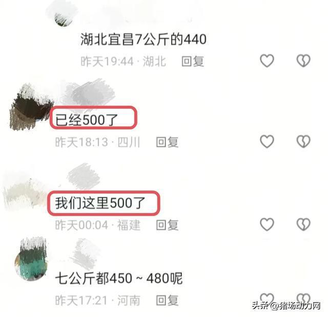 反常！仔猪暴涨到500还“一苗难求” 春节后或继续涨